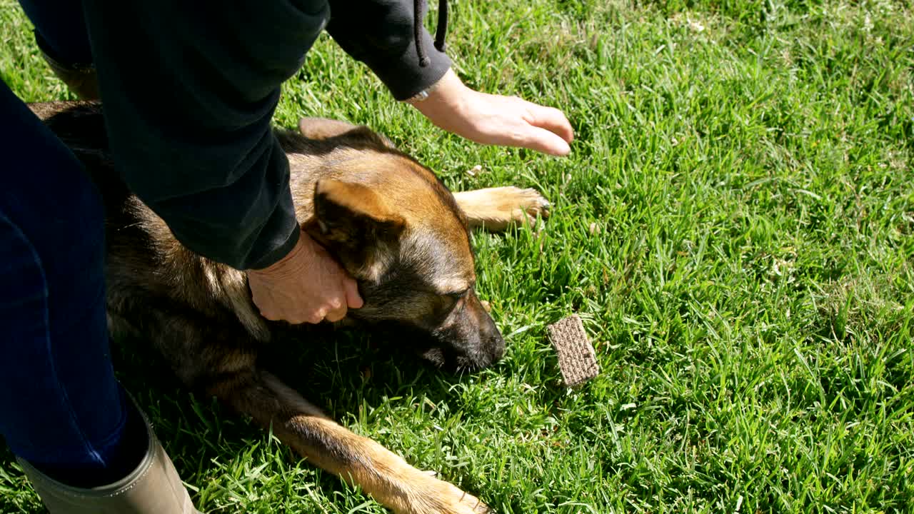 목자 개는 농장에서 주인과 함께 4k