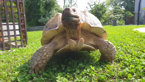 close-up low-angle of giant tortoise walking facing camera