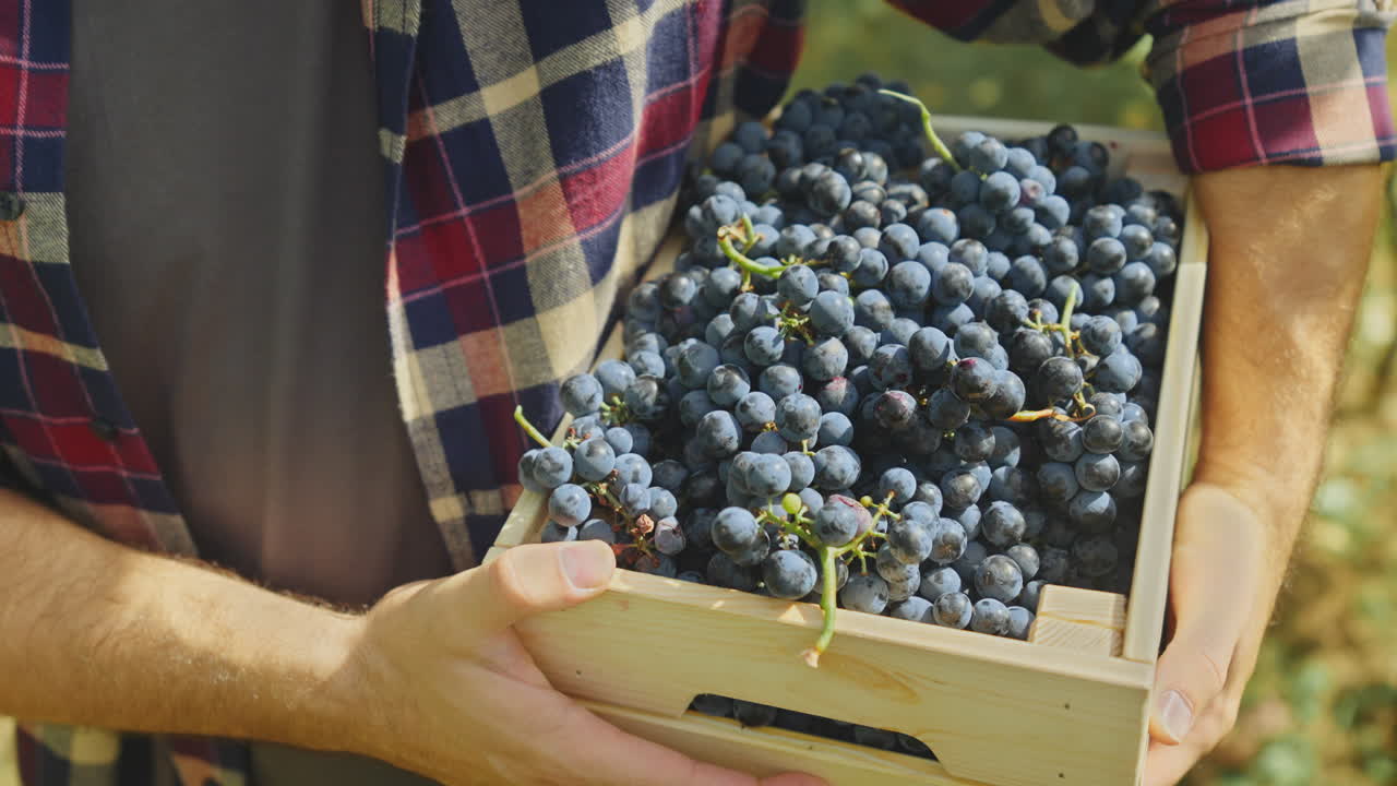 Man Harvesting Grapes in Wooden Crate