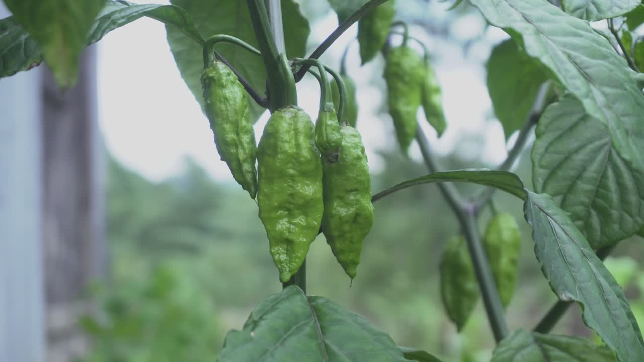 나갈랜드 칠리는 매우 뜨겁고 매운
