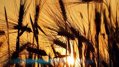 barley sunset played with sunlight