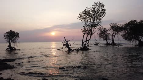 印度安達曼群島 (andaman islands) 獨特野生動物