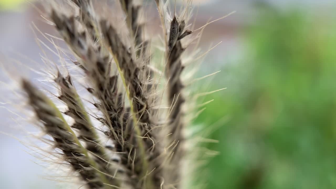 primer plano de pico marrón, balanceándose por el viento