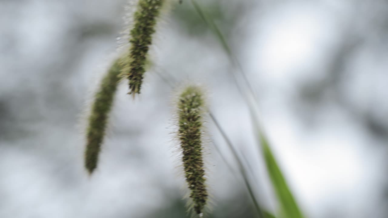 아름다운 아침, 태양 아래 바람에 흔들리는 키 큰 풀을 가까이서 보세요