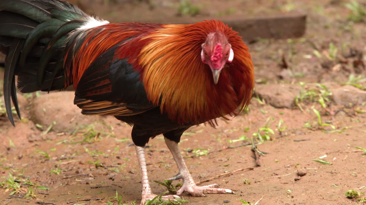 Un gallo vivace becca il terreno in un ambiente di fattoria tropicale naturale e illuminato dal sole