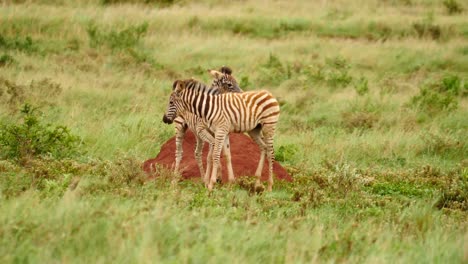 Zeitlupe:-Zwei-Burchell-Zebrafohlen-Erschrecken,-Rennen-Durch-Graslandschaft-Und-Rennen-Durch-Eine-Zebraherde,-Im-Hintergrund-Eine-Gnusherde