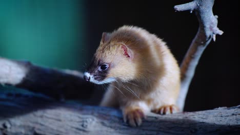 close-up shot of a light brown ferret looking around and walking along a branch