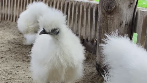 fluffy white chickens