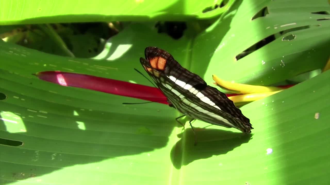 una mariposa extiende sus alas sobre una hoja verde