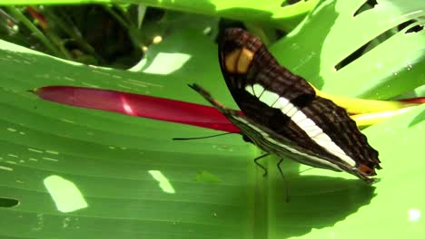 a butterfly spreads its wings on a green leaf