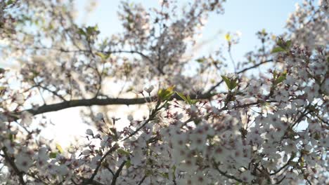 Vista-De-Cerca-De-Los-Cerezos-En-Flor-En-El-Parque-De-La-Isla-De-Kaunas-Nemunas