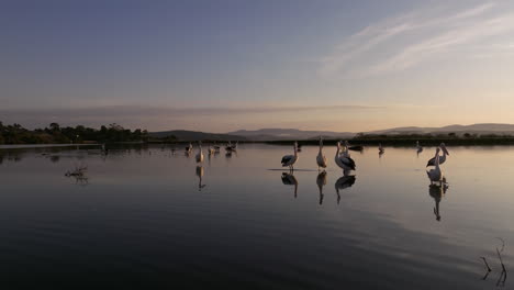 Drone-shot-flying-around-resting-Pelican-Group-in-tranquil-sea-during-golden-sunset-in-Australian-landscape---orbiting-flight