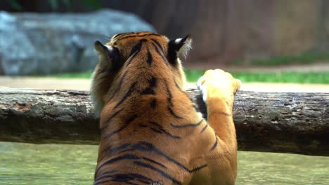 Close-up-shot-of-a-sumatra-tiger-with-distinctive-white-spot-on-ears-known-as-false-eyes,-swimming-in-the-water,-hanging-on-to-tree-bar-in-captivity,-critically-endangered-species-due-to-habitat-loss