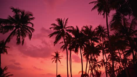 silueta de palmeras y cielo rosa en el fondo al atardecer, playa juanillo cap cana en república dominicana