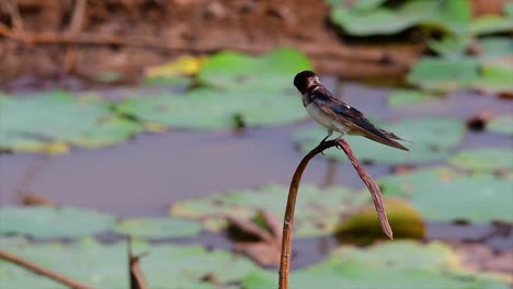 A-small-fast-moving-bird-which-is-found-almost-everywhere-in-the-world,-most-of-the-time-flying-around-to-catch-some-small-insects