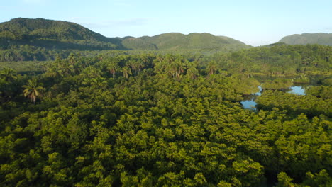 drone shot of tropical palmtrees and mangrove during sunrise on siargao island, philippines