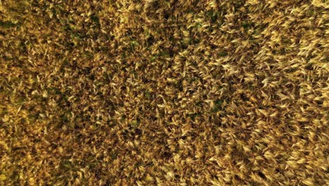 aerial view of a golden wheat field