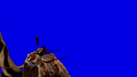 escarabajo en una pantalla azul 3