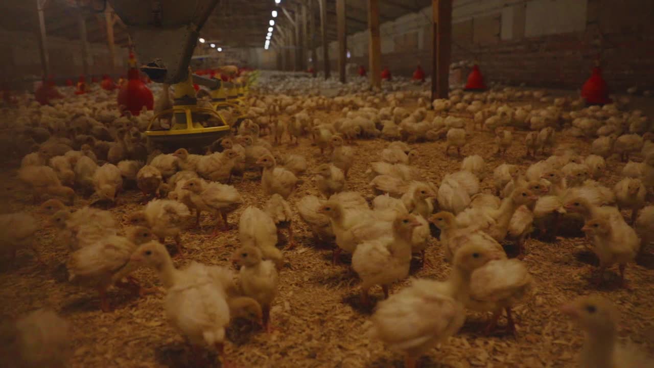 Pan across many young white turkeys inside large barn on indoor poultry farm in England. Automatic feed dispenser and red water drinking system. Gas powered heating lamps.