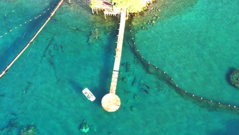 group of gray bottlenose dolphins swim in the red sea in a basin under a long pier where tourists can enjoy the beautiful marine life off the coast of eilat in israel
