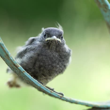 little beautiful bird sitting on the fence, animals and nature