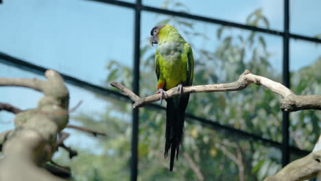 Nanday-Parakeet-Bird--on-Tree-Branch-in-Zoo