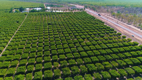 mango trees revealed on massive farm from aerial shots above