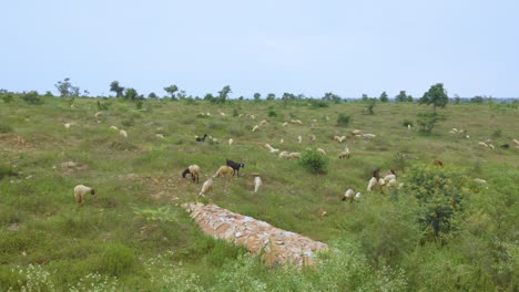 Toma-Panorámica-De-Un-Rebaño-De-Ovejas-O-Rumiantes-Pastando-En-Un-Campo-De-Hierba-Del-Centro-Norte-De-La-India-En-Un-Día-Nublado-Y-Ventoso