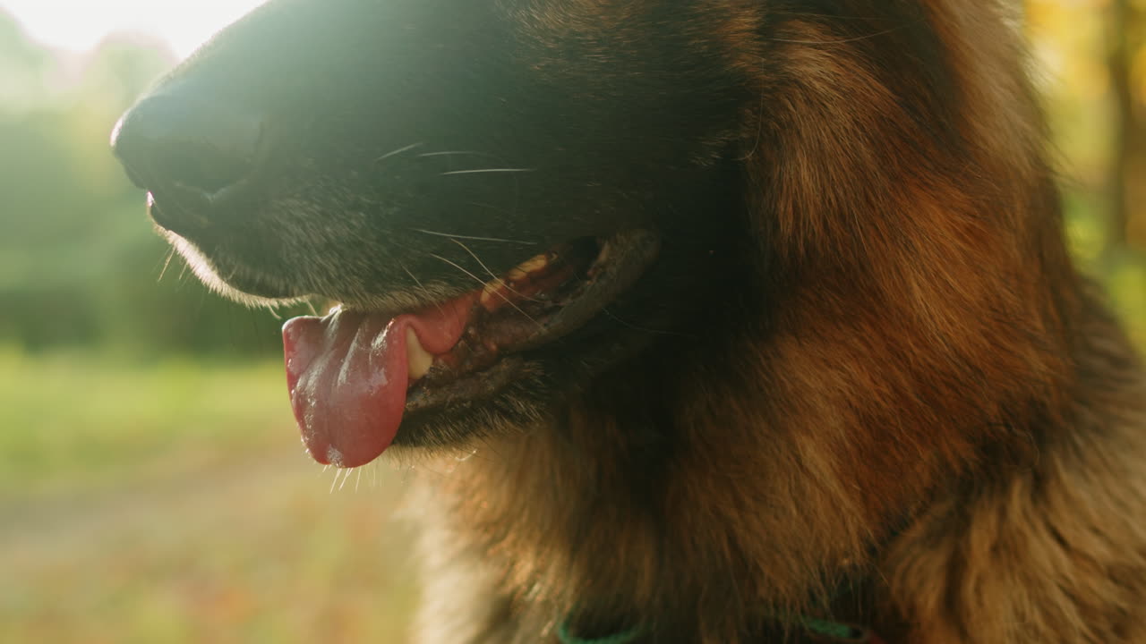 Close-up of German Shepherd's Face