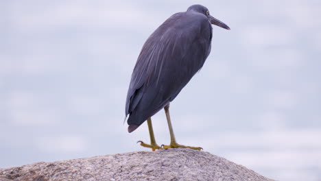 pacific or easten reef heron bird standing on one leg on a rock looking at sea - close-up slow motion