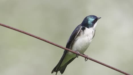 tree swallow perched on a rusty wire while looking around