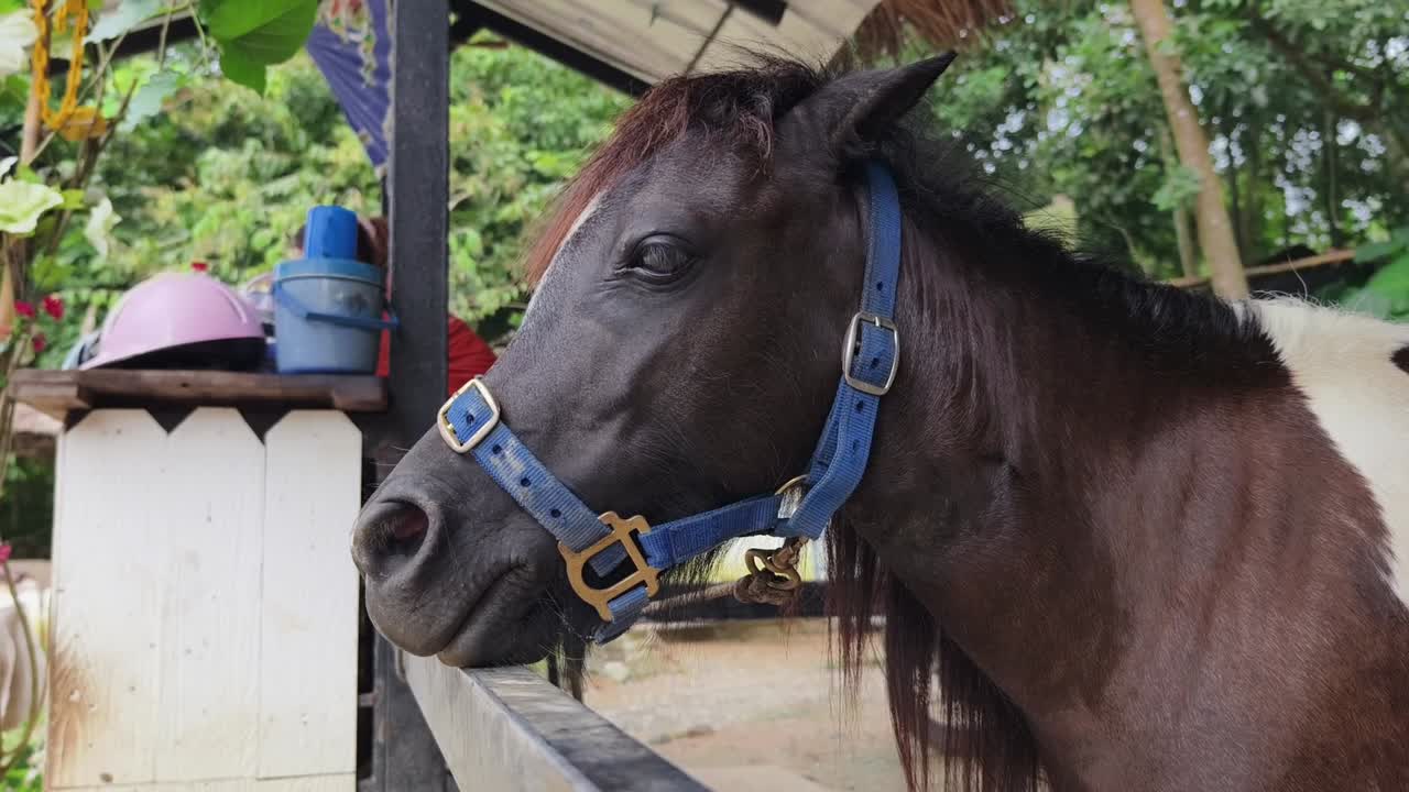 기숙사 에 있는 말