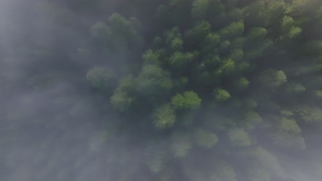 Drone-top-down-static-with-fog-flowing-and-blown-past-on-top-of-trees,-nature-background