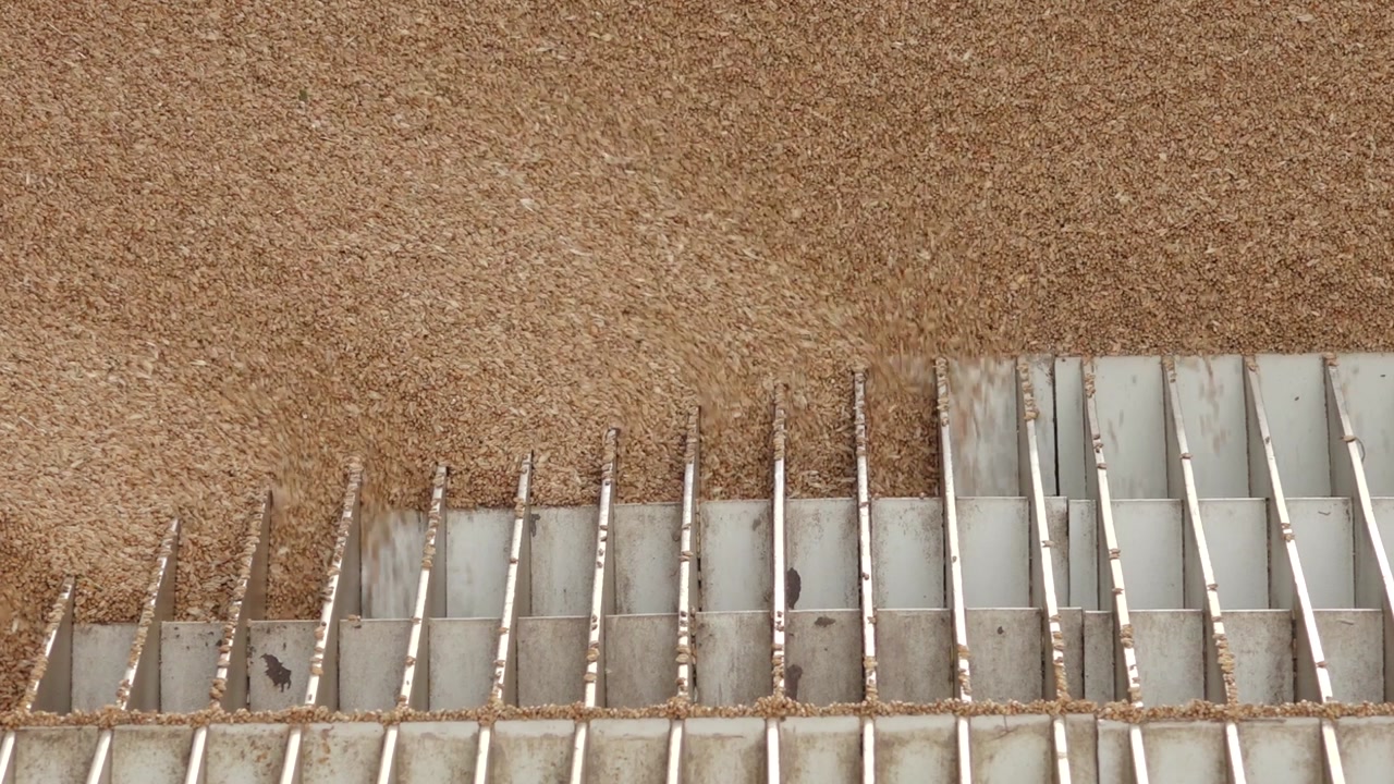 Golden wheat grains cascade in a flowing stream, forming a growing pile of freshly harvested cereal ready for processing or storage.