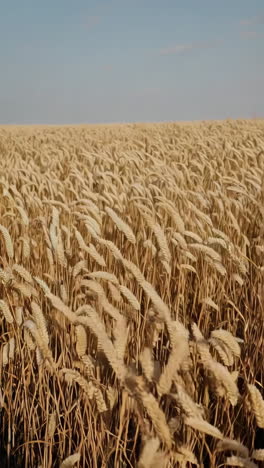 el campo de trigo dorado en el viento