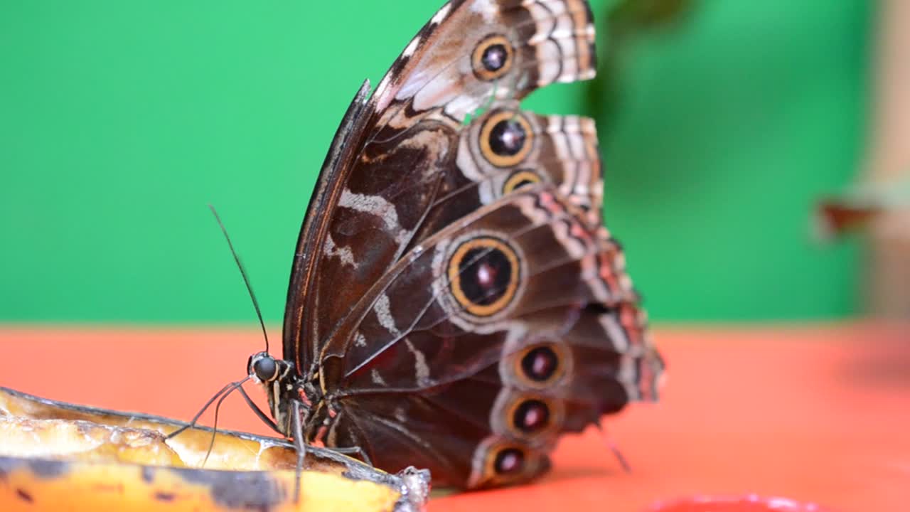 farfalla