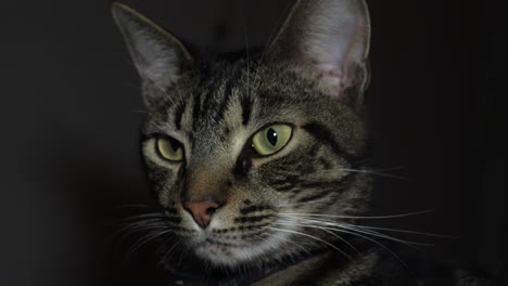 close-up of tabby cat's intense green-eyed stare in low-light environment