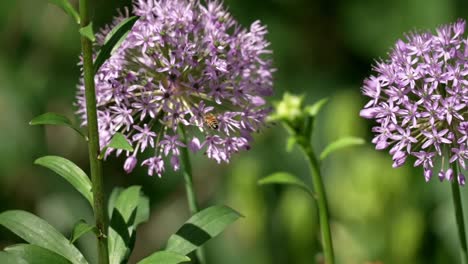 Honey bee sways flying back and forth to match movement of large circular sphere bundle of pink white flowers