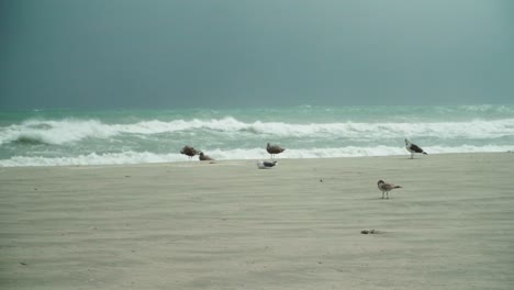 tormenta tropical, gaviotas en la playa vacía