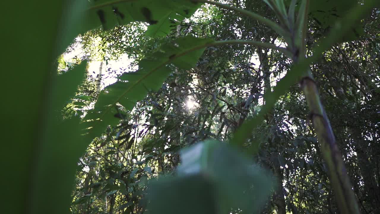 빛은 울창한 열대 잎자루를 통해 필터링하여 활기찬 녹색 숲에서 조용한 분위기를 만니다.