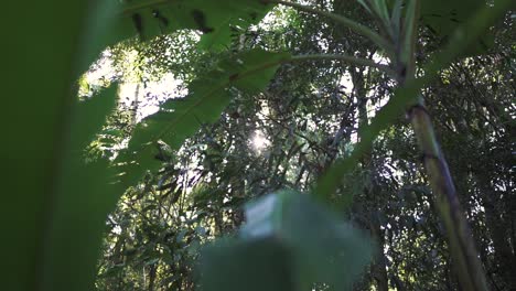 la luz del sol se filtra a través del exuberante follaje tropical, creando una atmósfera serena en un vibrante bosque verde.