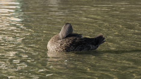 duck on water washing and drinking in daytime, close up