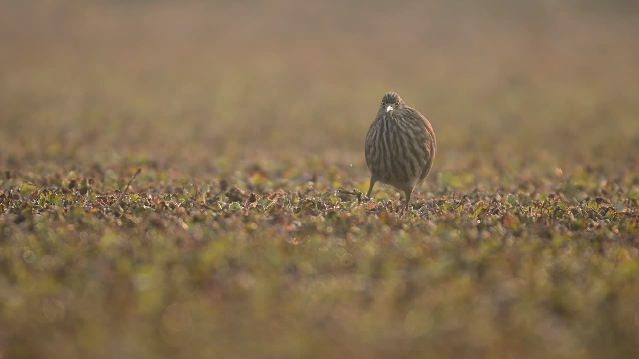 la garza del estanque india caminando en el estanque buscando peces en una mañana de niebla