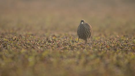 Indian-pond-heron-Walking-in-Pond-looking-for-Fish-in-Misty-morning