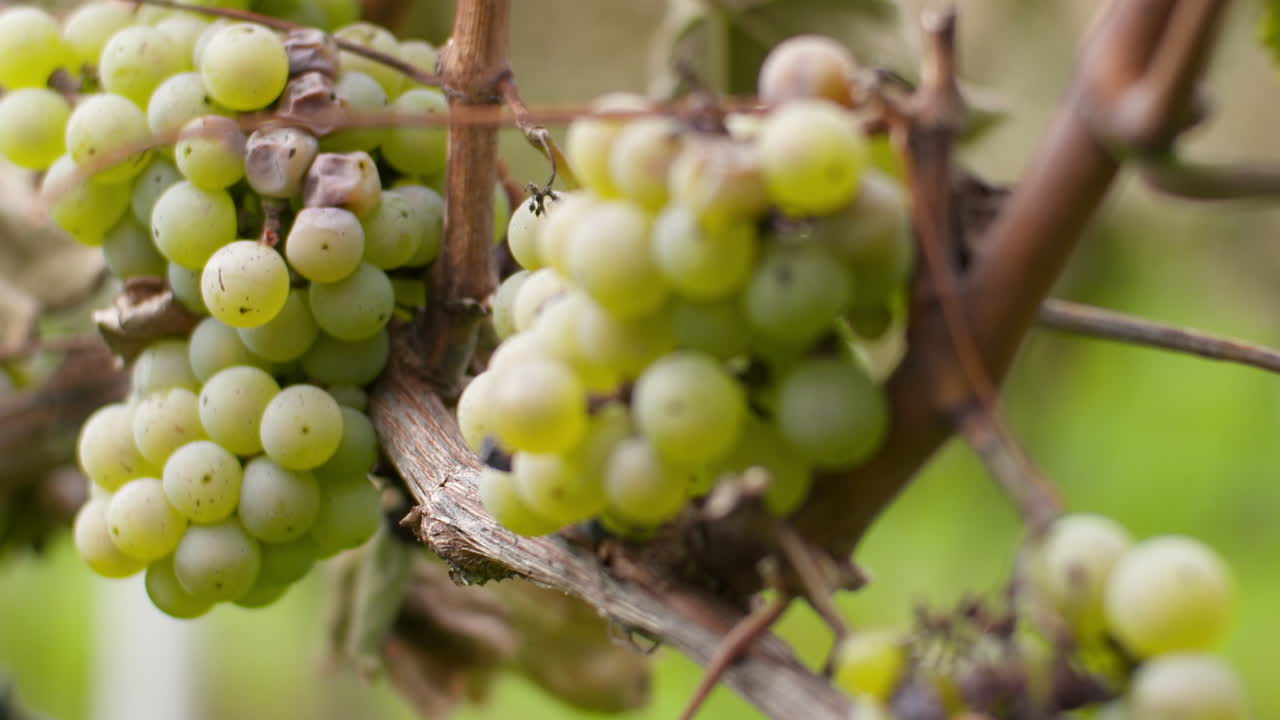 racimo de uvas en viñedo en la granja de producción de vid 2