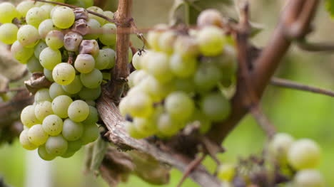 bunch of grapes on vineyard at vine production farm 2