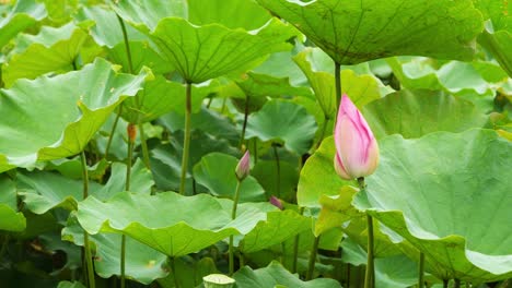 nature elegant pink lotus in taiwan taipei botanic garden