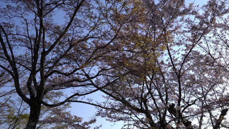 Die-Kamera-Blickt-Zu-Den-Ästen-Und-Blättern-Der-Bäume-Vor-Dem-Blauen-Himmel