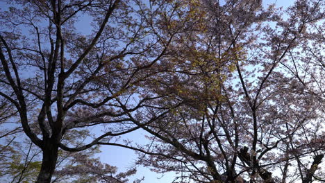 Camera-looks-up-to-the-tree-branches-and-leaves-against-blue-sky