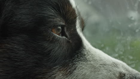 close up shot of a dog looking to the ride side of the frame